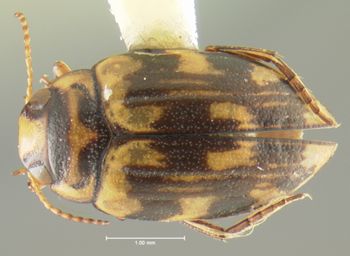 Media type: image;   Entomology 23916 Aspect: habitus dorsal view